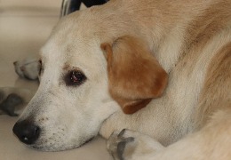 食品原料小百科：小狗會(huì)不會(huì)得關(guān)節(jié)炎？