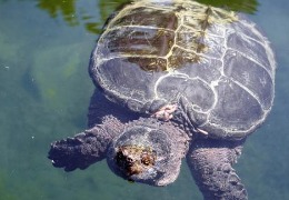 肌醇——魚(yú)、蝦飼料的能量補(bǔ)給站！