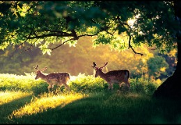 一 水 肌 酸 在 畜 禽 生 產 中 的 應 用（上）