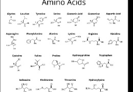 D-異亮氨酸：體育營養(yǎng)品和蛋白質(zhì)補(bǔ)充劑中的氨基酸