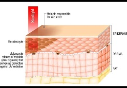 哪種膚色最容易曬黑？(上)